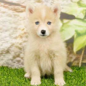 Pomsky