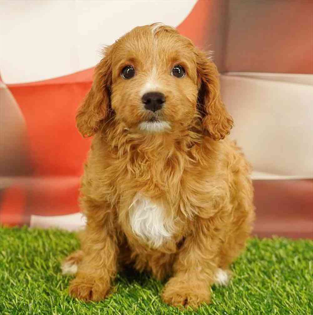 Image of a pet breed in the gallery