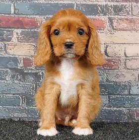 Cavalier King Charles Spaniel