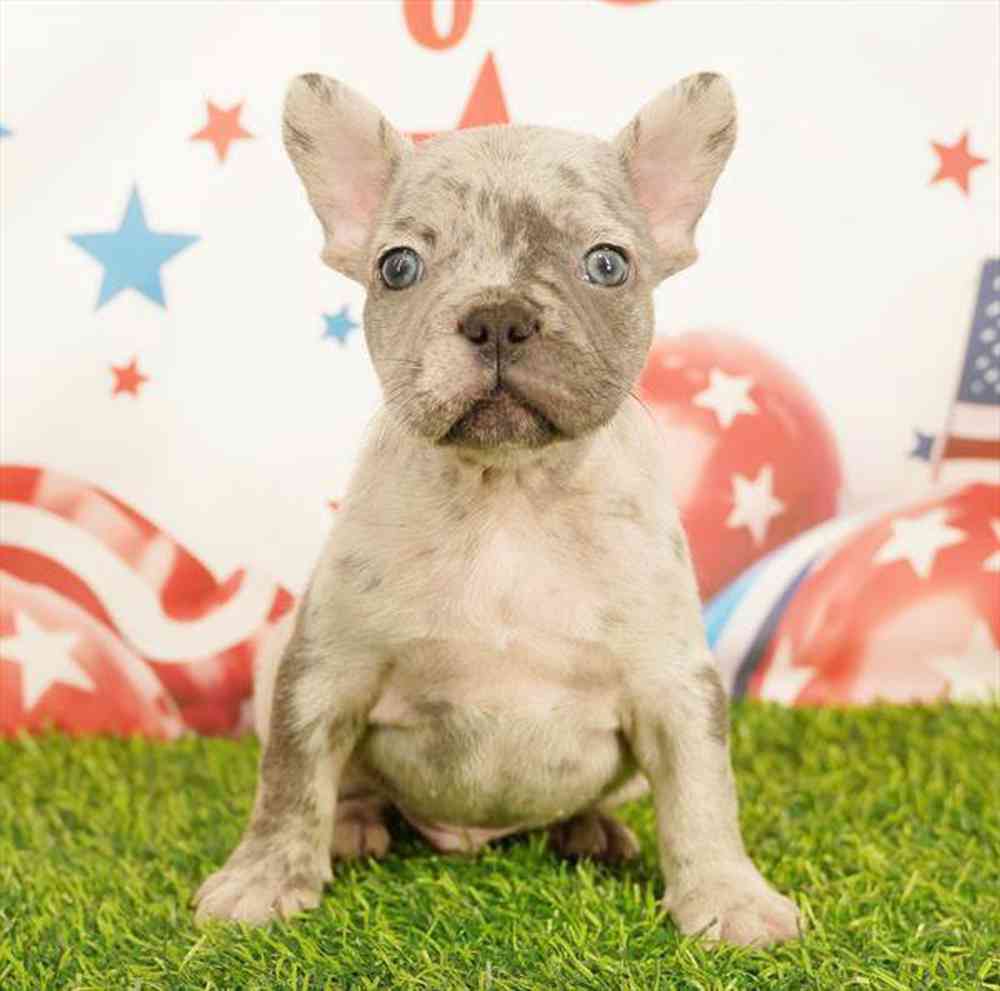 pet breed image