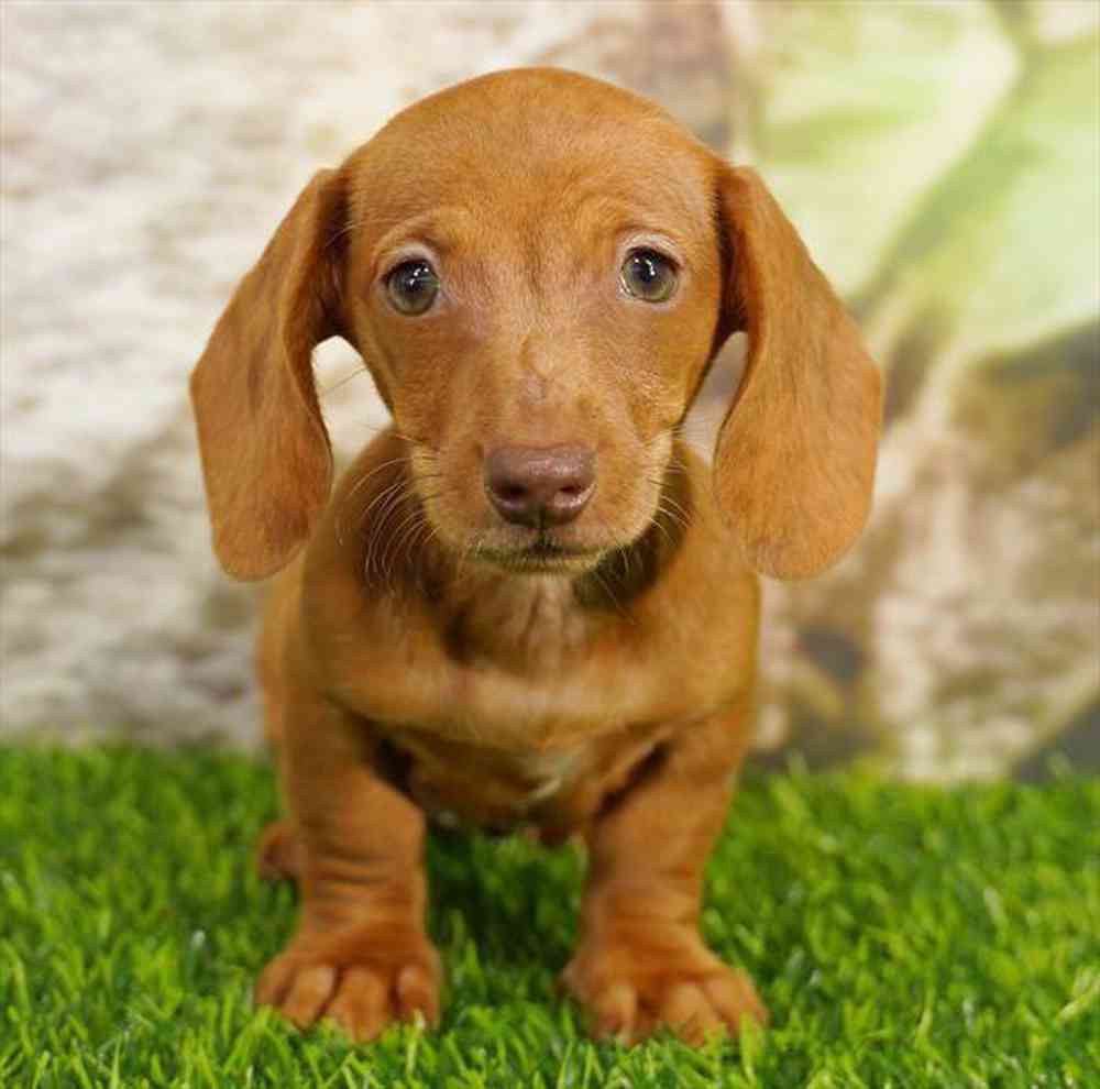 pet breed image
