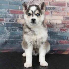Alaskan Klee Kai