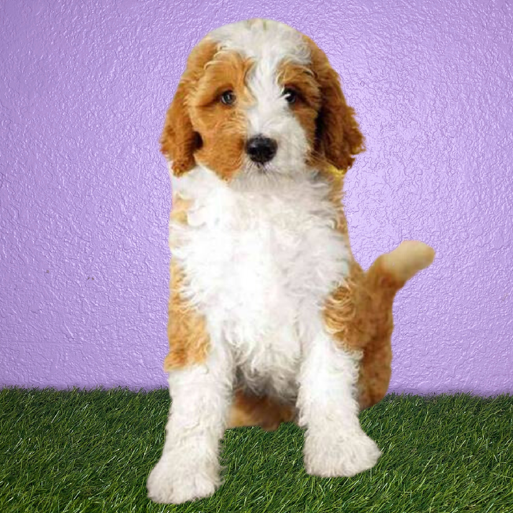 Male 2nd Gen Standard Bernedoodle Puppy for Sale in New Braunfels, TX