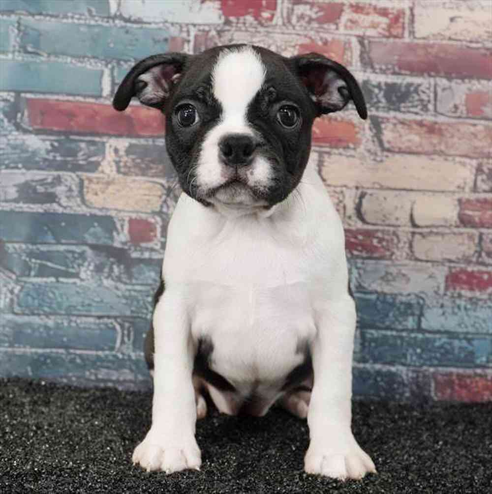 pet breed image