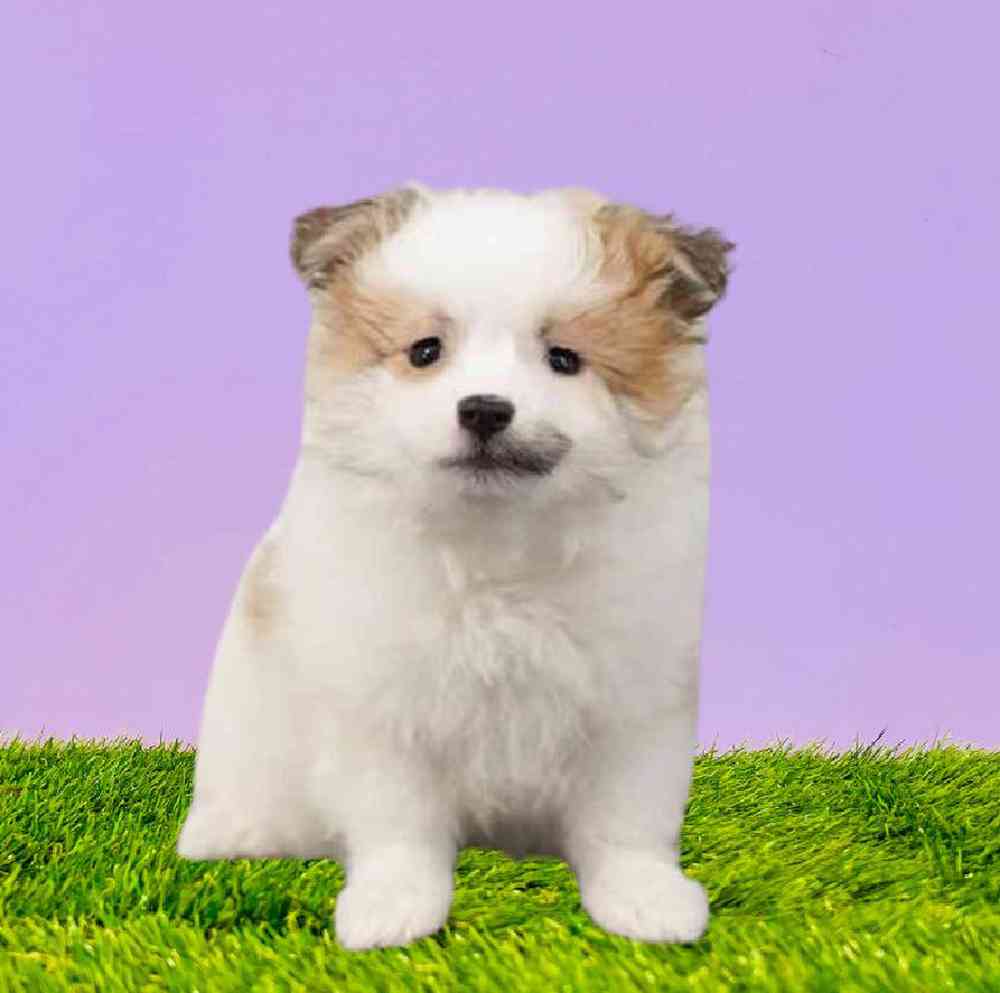 carousel pet images