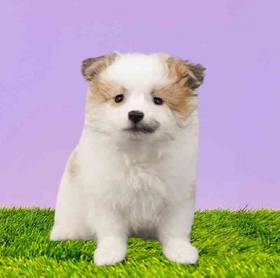 Pomeranian