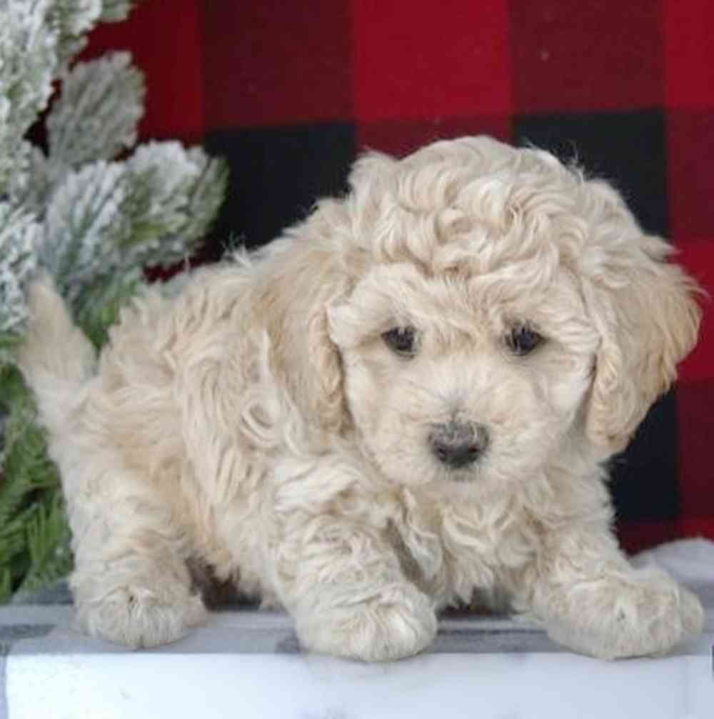 Image of a pet breed in the gallery