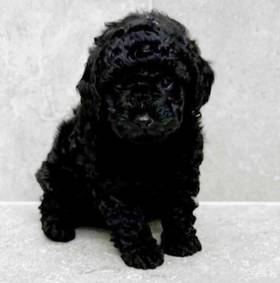 Cavapoo