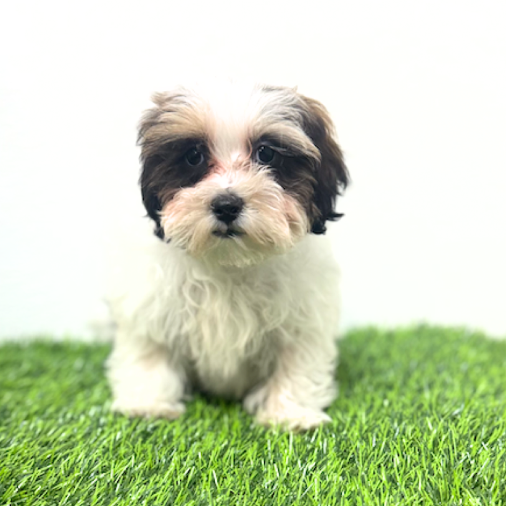 Image of a pet breed in the gallery