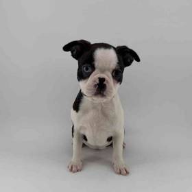 Boston Terrier