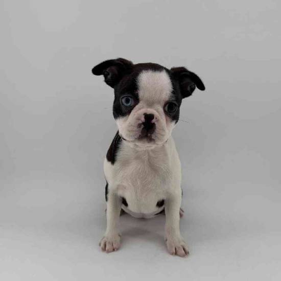 Boston Terrier