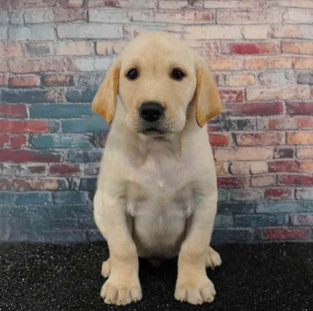 Image of a pet breed in the gallery