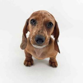 Dachshund