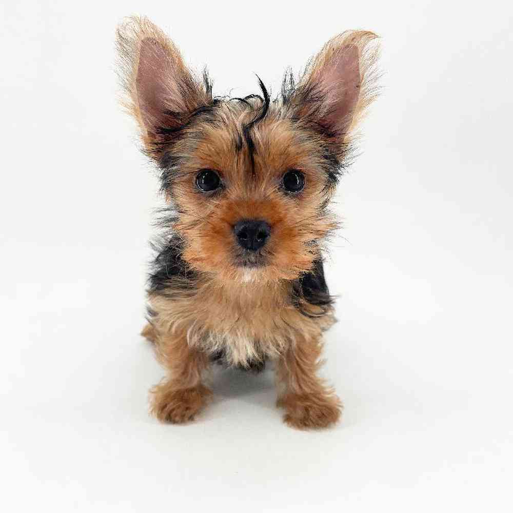 pet breed image