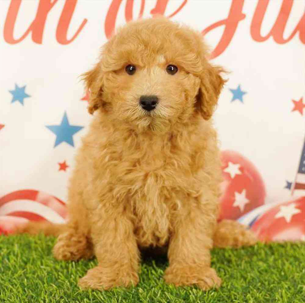 Image of a pet breed in the gallery