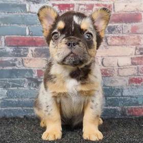 French Bulldog