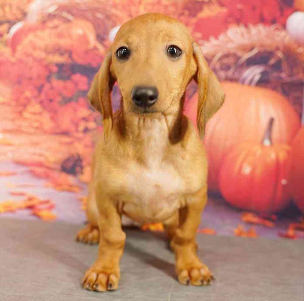 Image of a pet breed in the gallery