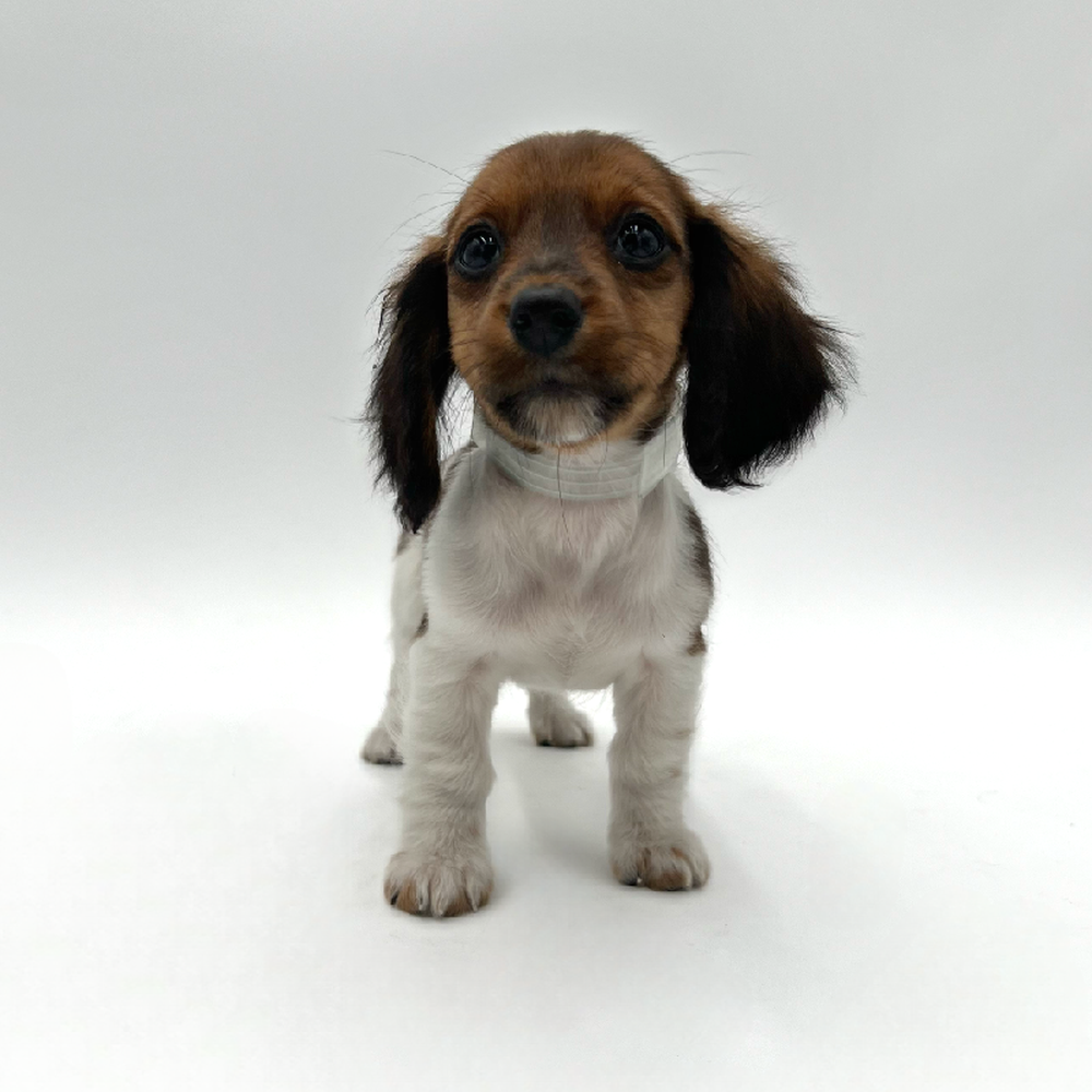 Female Dachshund Puppy for Sale in San Antonio, TX