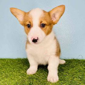 Pembroke Welsh Corgi