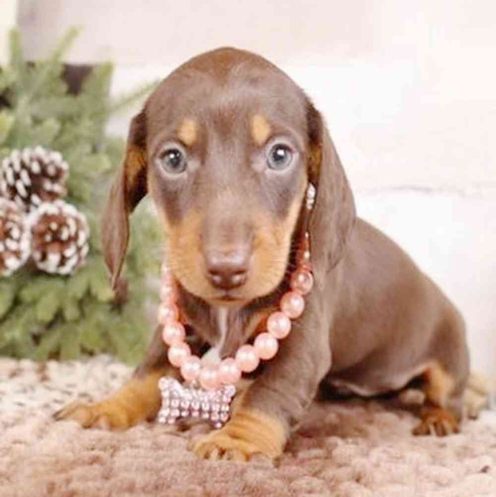 pet breed image