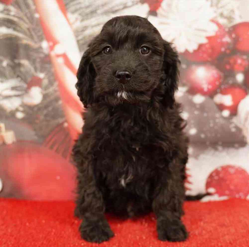 Image of a pet breed in the gallery