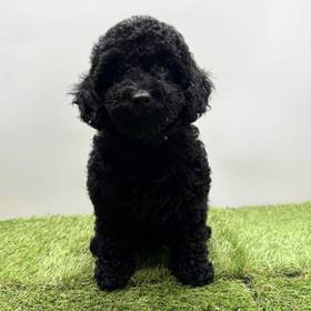 Cavapoo