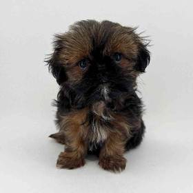 Shih Tzu
