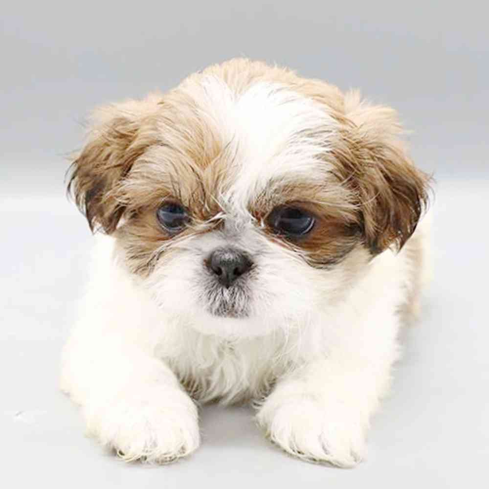 Image of a pet breed in the gallery