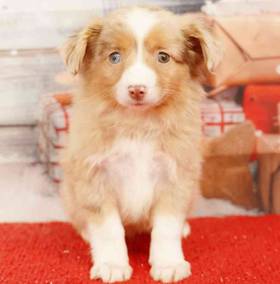 Mini Australian Shepherd
