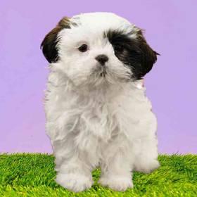 Shih Tzu