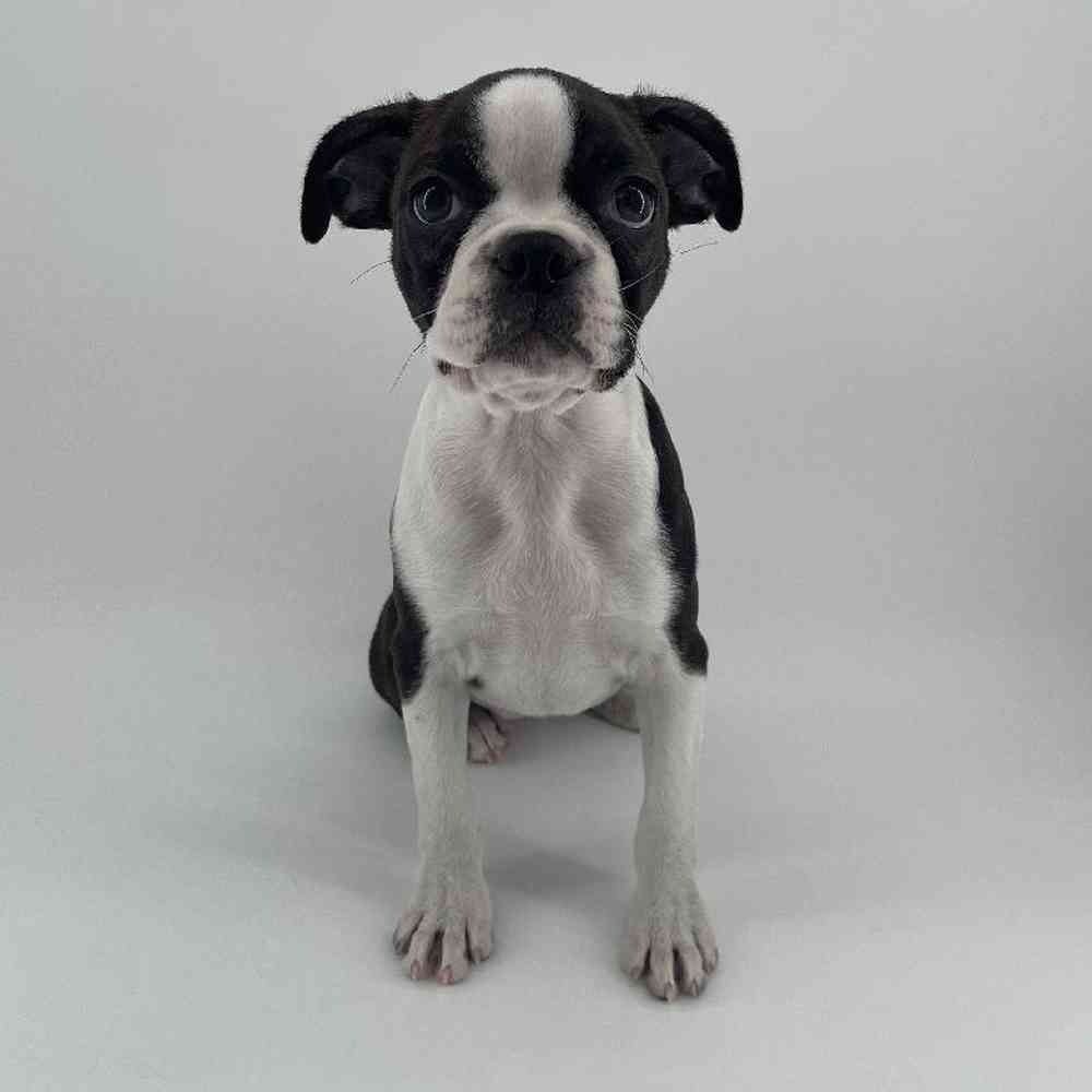 Image of a pet breed in the gallery