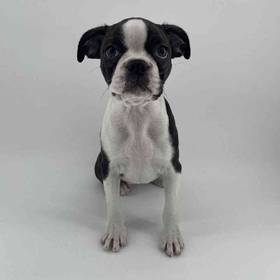 Boston Terrier
