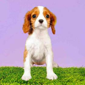 Cavalier King Charles Spaniel