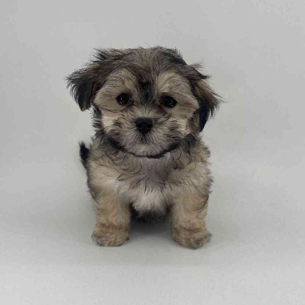 Image of a pet breed in the gallery