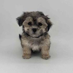 Soft Coated Wheaten Terrier