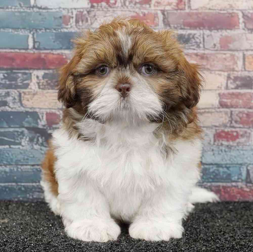 pet breed image