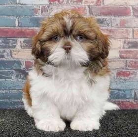 Shih Tzu