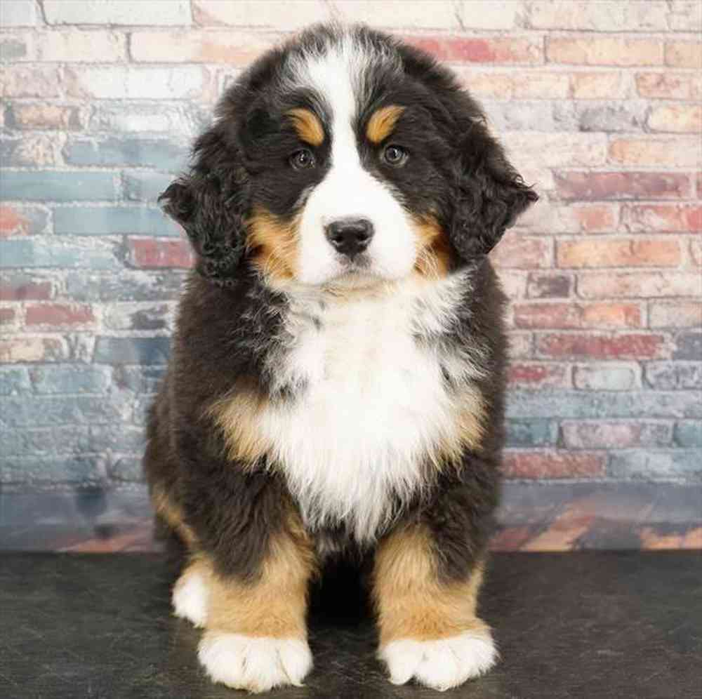 Image of a pet breed in the gallery