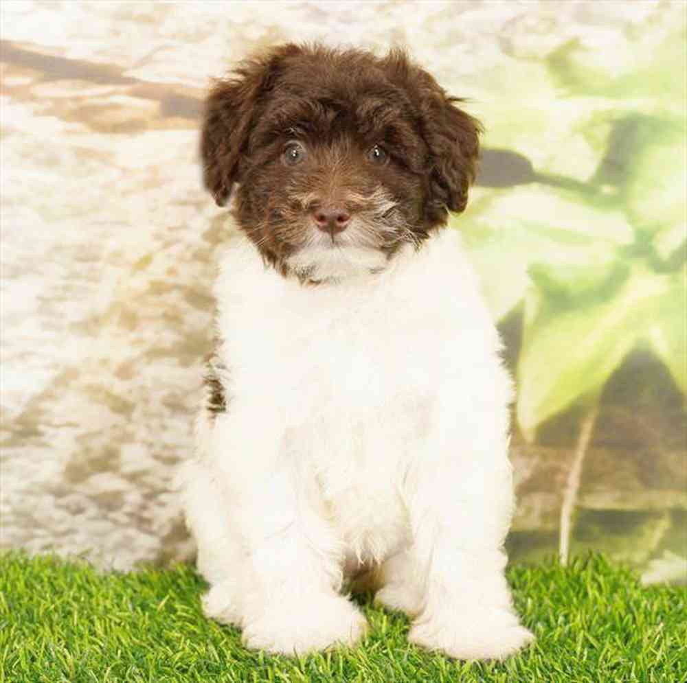 Image of a pet breed in the gallery