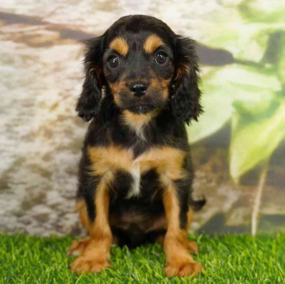 Image of a pet breed in the gallery