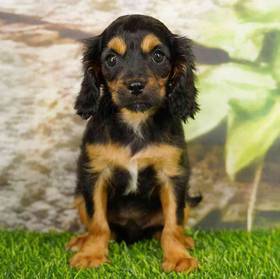 Cavapoo