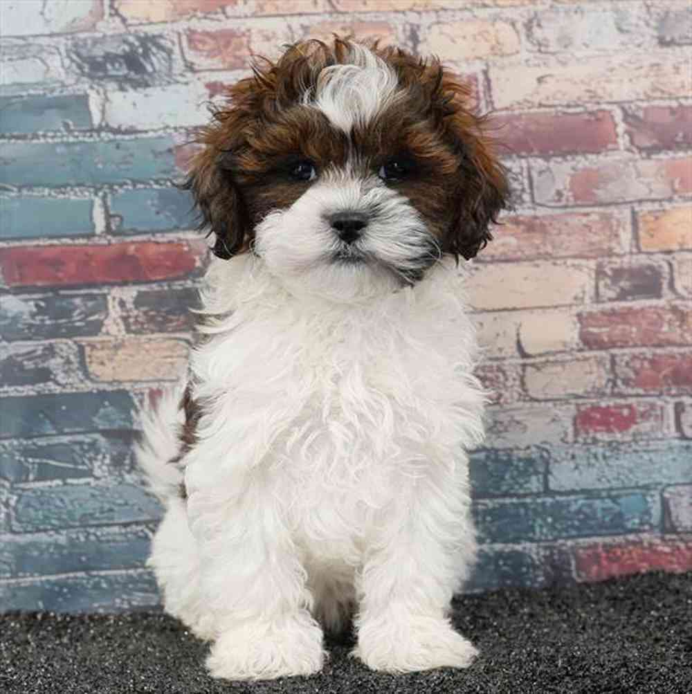 Image of a pet breed in the gallery