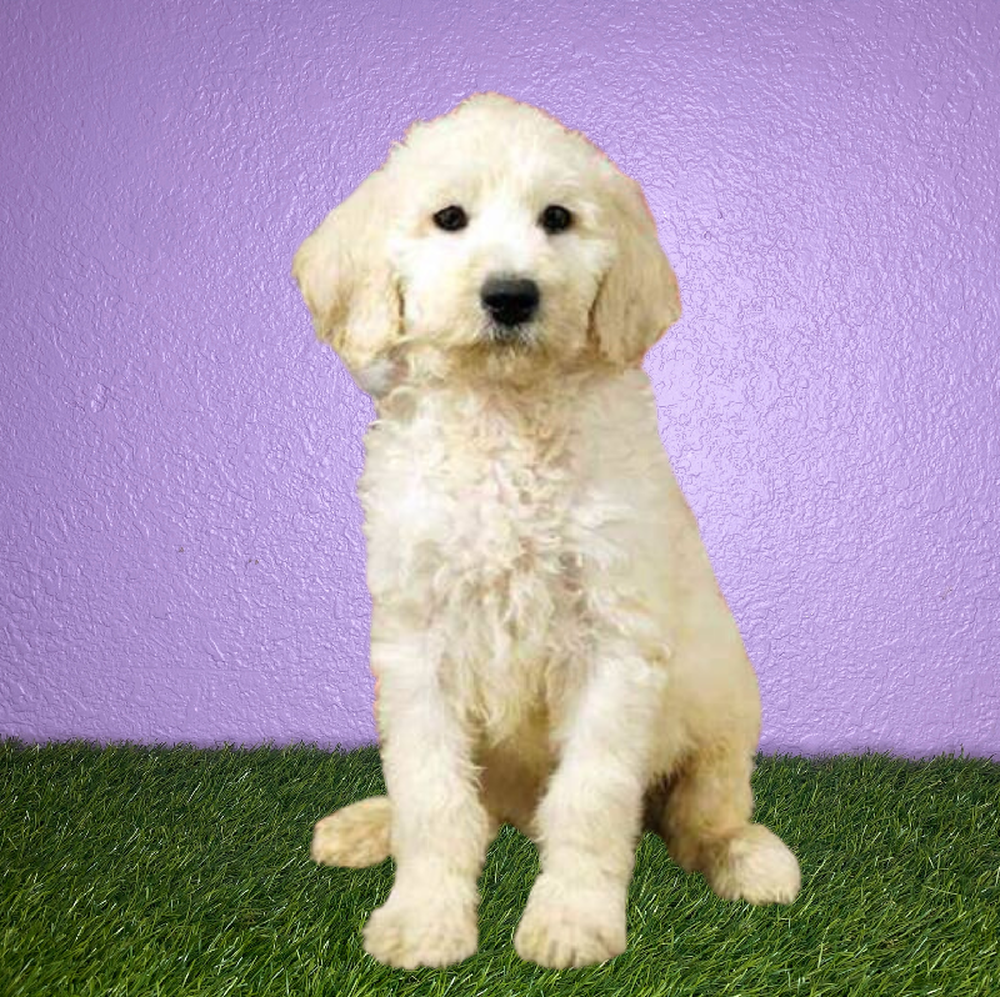 Male 2nd Gen Standard Goldendoodle Puppy for Sale in New Braunfels, TX