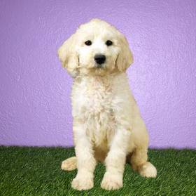 2nd Gen Standard Goldendoodle