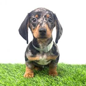 Dachshund