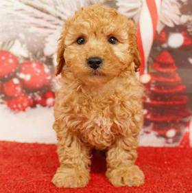 Cavapoo