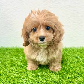 Cavapoo