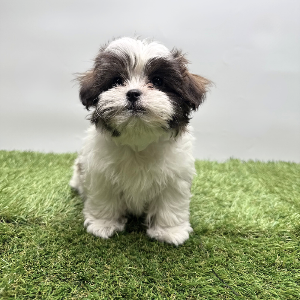 pet breed image