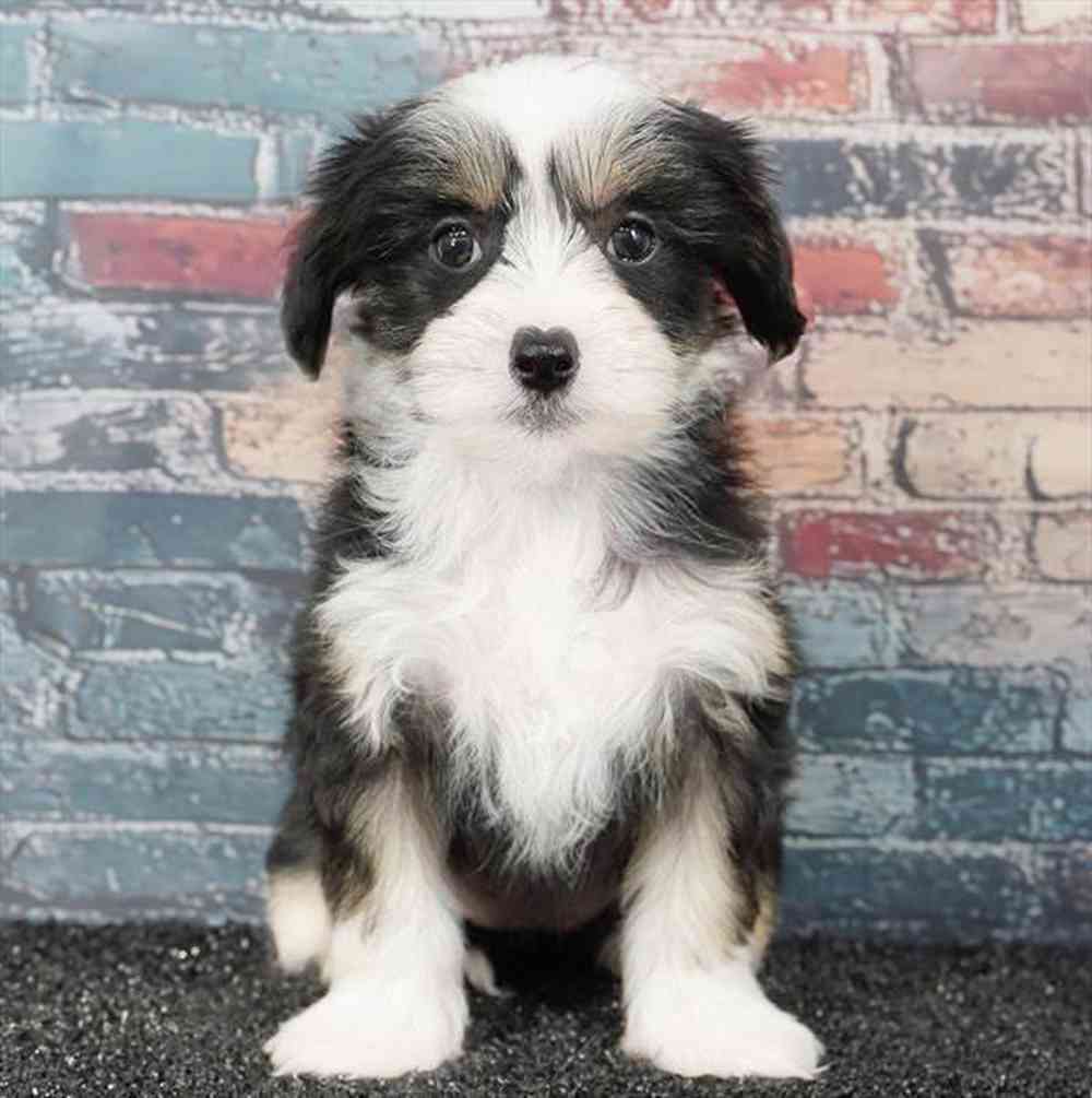 Image of a pet breed in the gallery