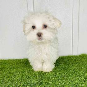 Maltese